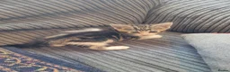 Mixed Breed cats for sale: beautiful Tabby kitten female 8 weeks old in Birmingham - Advert 3