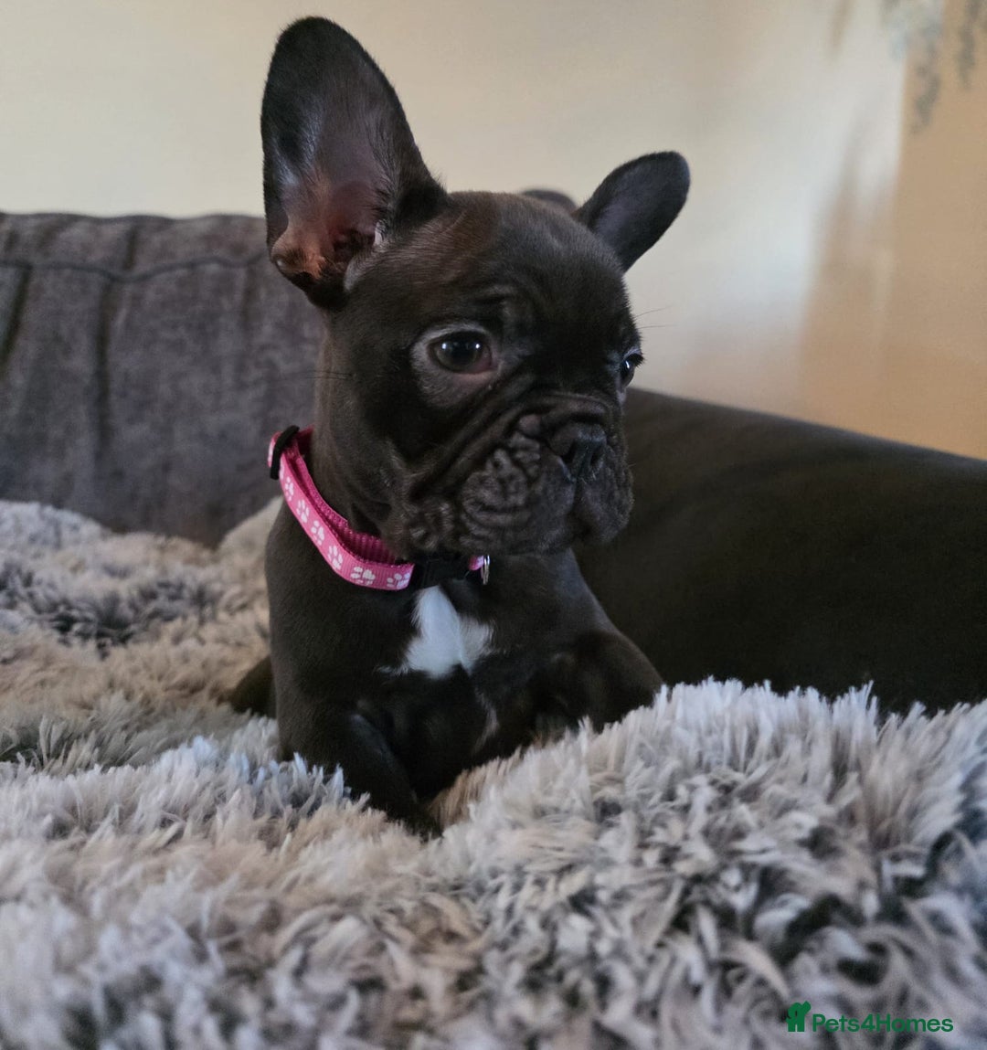 French Bulldog dogs for sale: 5 Beautiful French bulldogs - Image 6