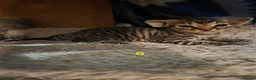 Devon Rex cats for sale: 💛 Devon Rex Kittens–2027 Litter Reservations 💛 - Advert 20