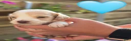 Cockapoo dogs for sale: F2 cockapoo puppy in Durham - Advert 5