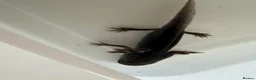 Axolotl reptiles for sale: Axolotl - Advert 40