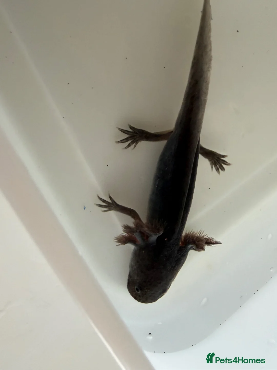 Axolotl reptiles for sale: Axolotl - Advert 40