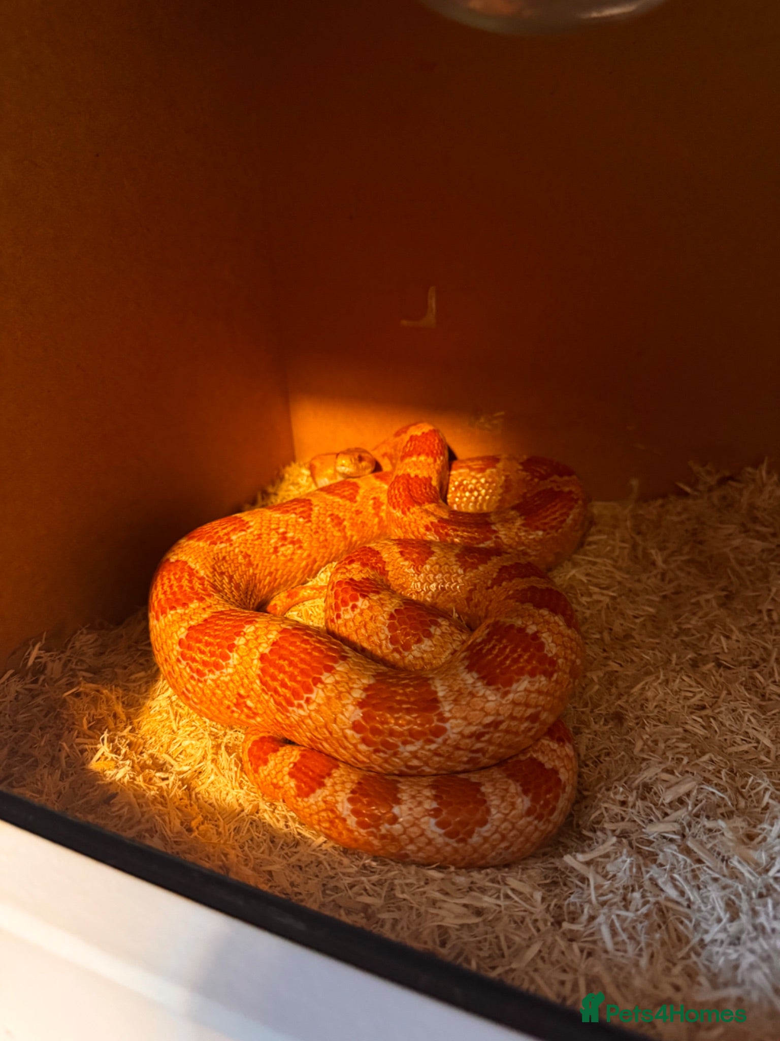 Corn Snake reptiles Corn Snake For Good Home - Advert 1