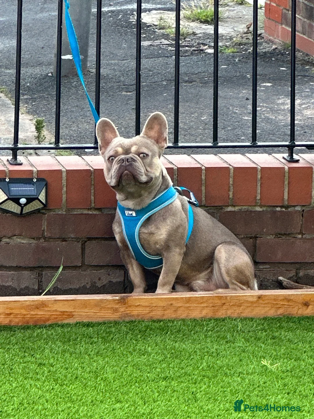 French Bulldog dogs for stud: ISABELLA CARRYING L4 in Liverpool - Advert 3