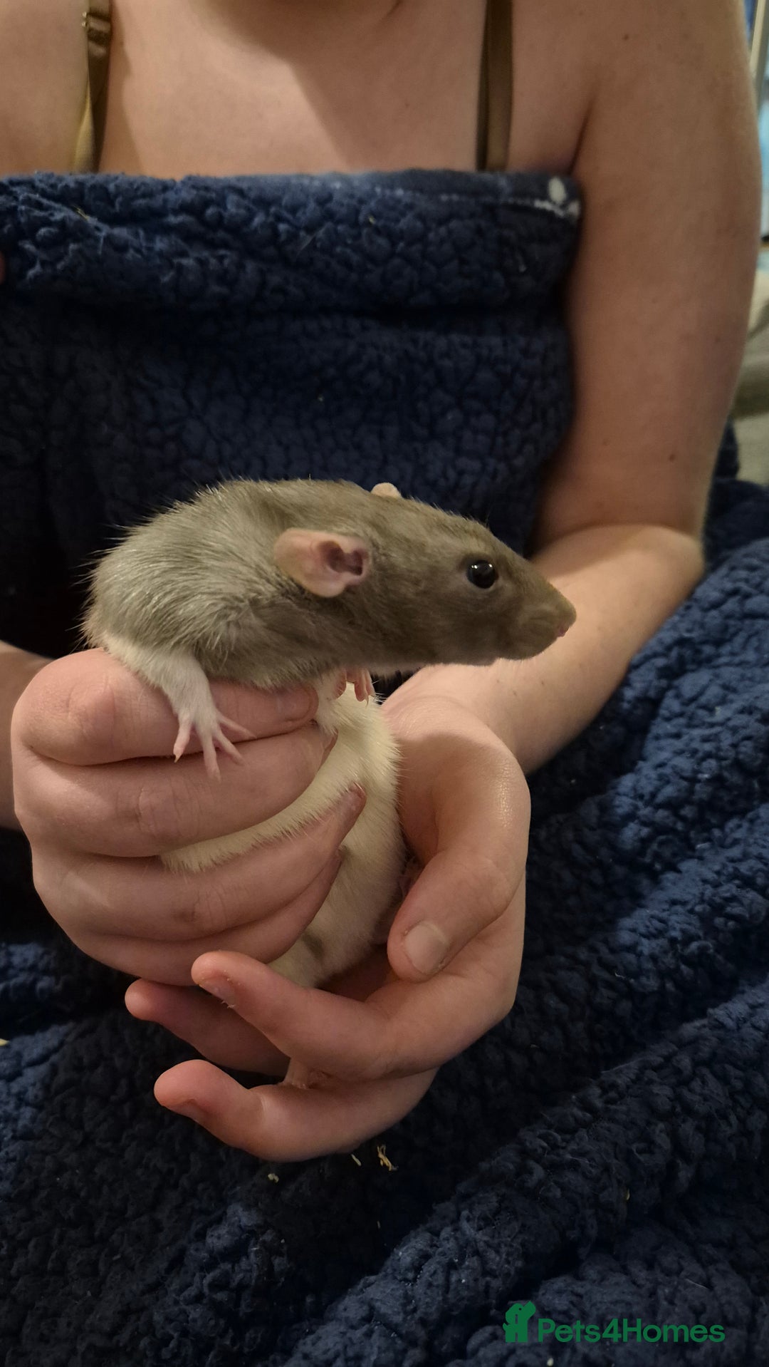 Rat rodents for sale: 2 young male rats  - Advert 2