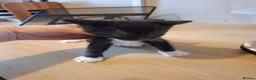 Mixed Breed cats for sale: 2 Boys ready to leave 18th May  - Advert 21