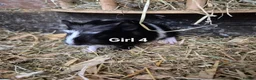 Guinea Pig rodents for sale: Mixed litter of Guinea pigs - Advert 8