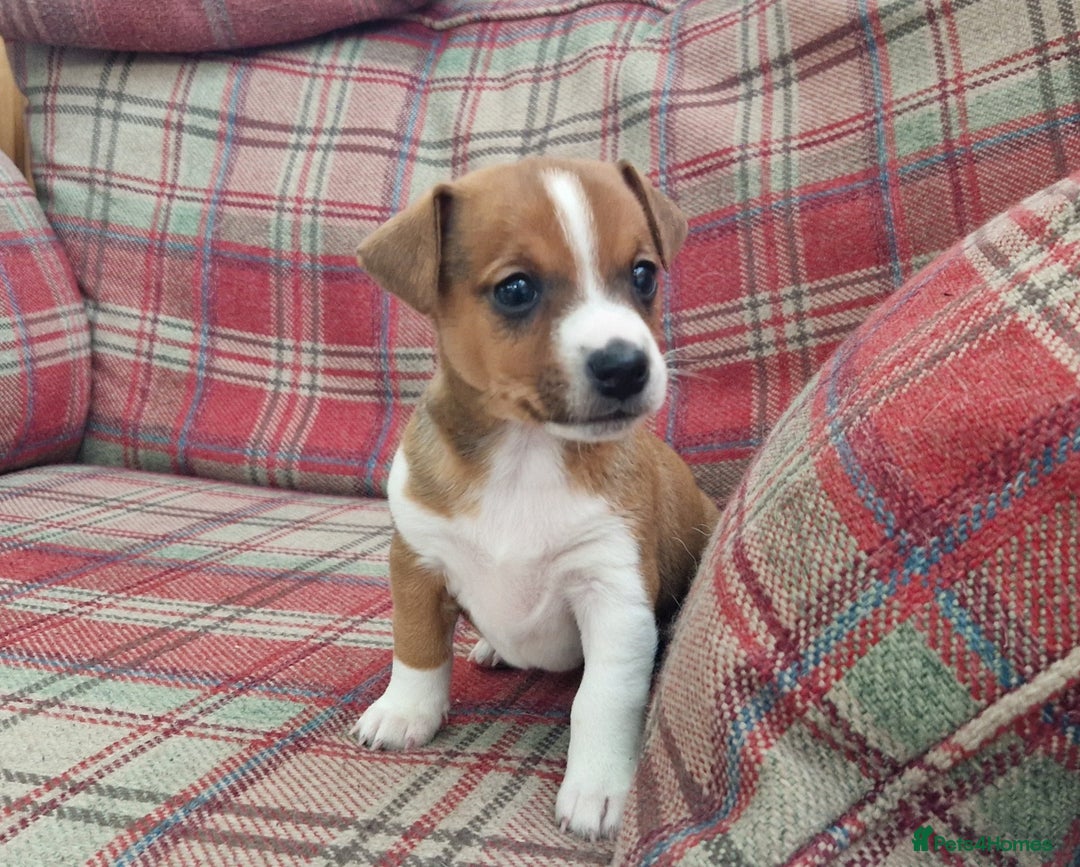 Jack Russell dogs for sale: Traditional Jack Russell Pups DNA Health Tested  - Image 35