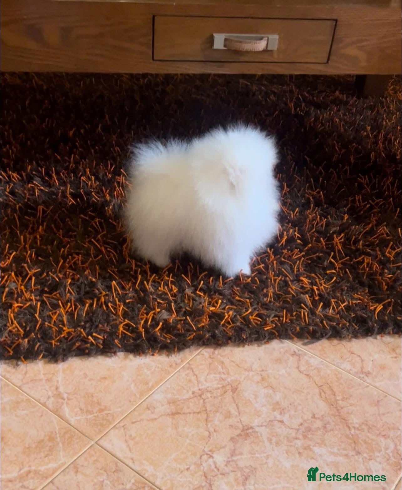 Pomeranian dogs for sale: Xxxx small pure white KC puppies  - Advert 10