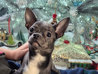 Chihuahua dogs ❤️KC Blue Chihuahua Puppy Ready Now Vaccinated ❤️ - Advert 4