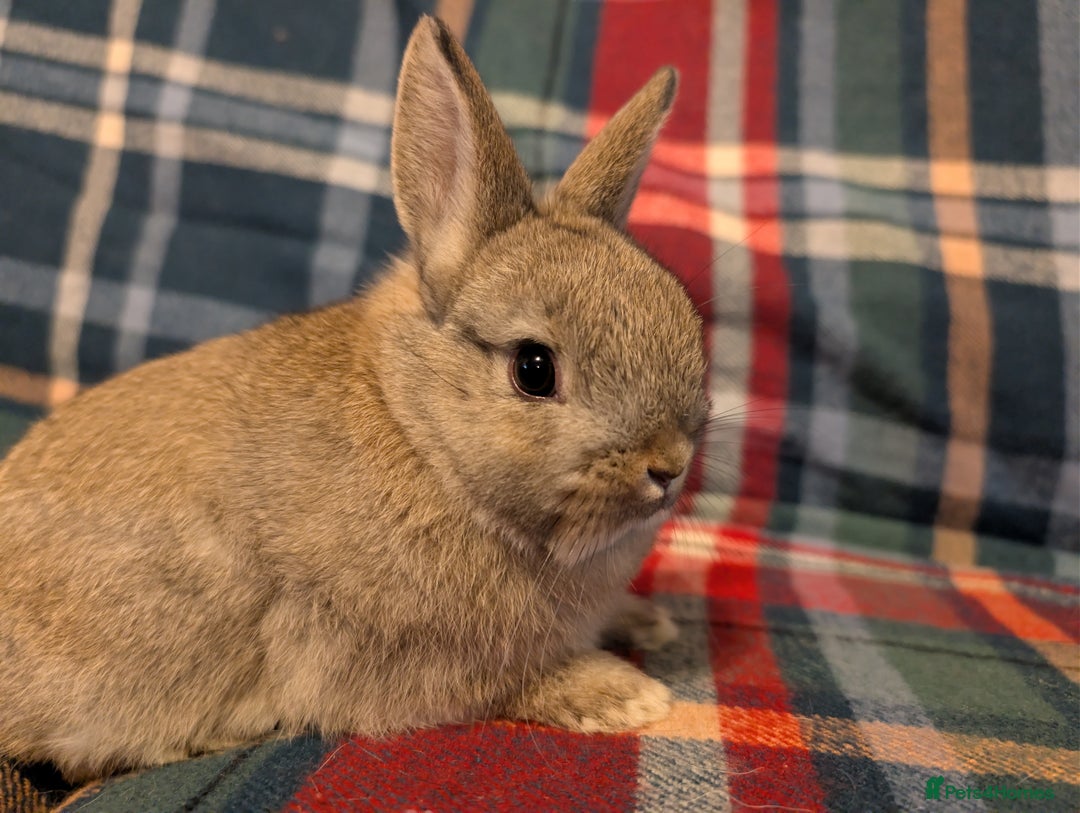 Netherland Dwarf rabbits for sale: Netherlands Dwarfs  - Advert 7