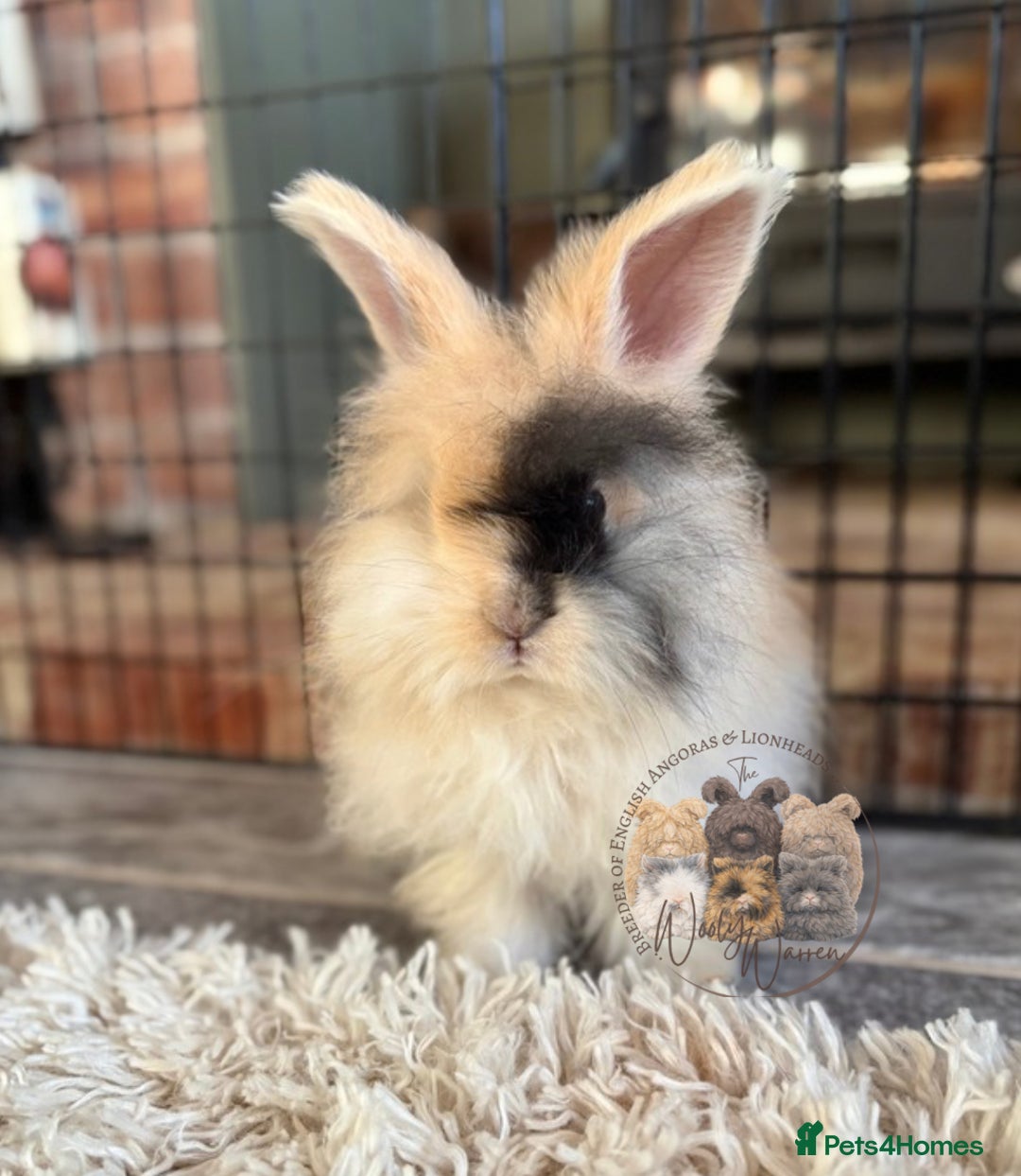 Angora rabbits for sale: Fully Vaccinated English Angoras ♥️ - Advert 6