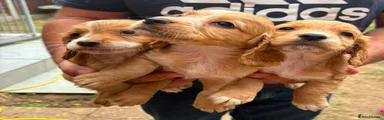 Cocker Spaniel 3