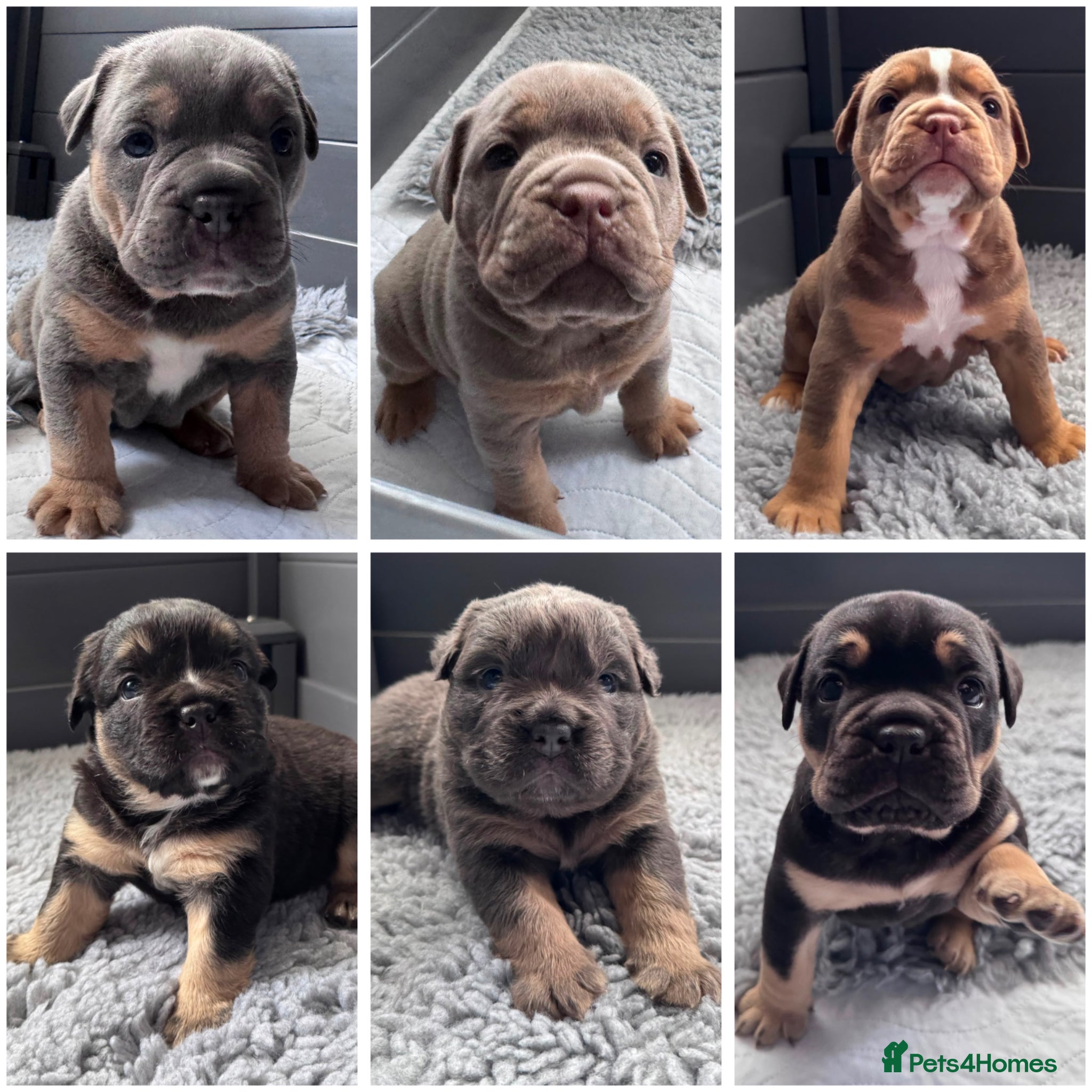 Olde English Bulldogge dogs Health Tested Champion Bloodlines OEB puppies - Advert 1