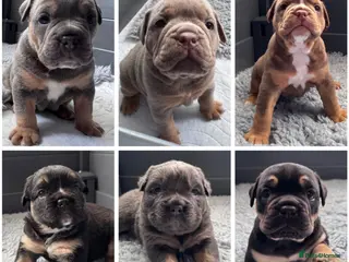Olde English Bulldogge dogs Health Tested Champion Bloodlines OEB puppies - Advert 3