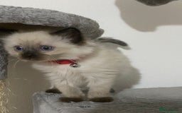 Ragdoll cats for sale: Ragdoll kittens  - Image 7