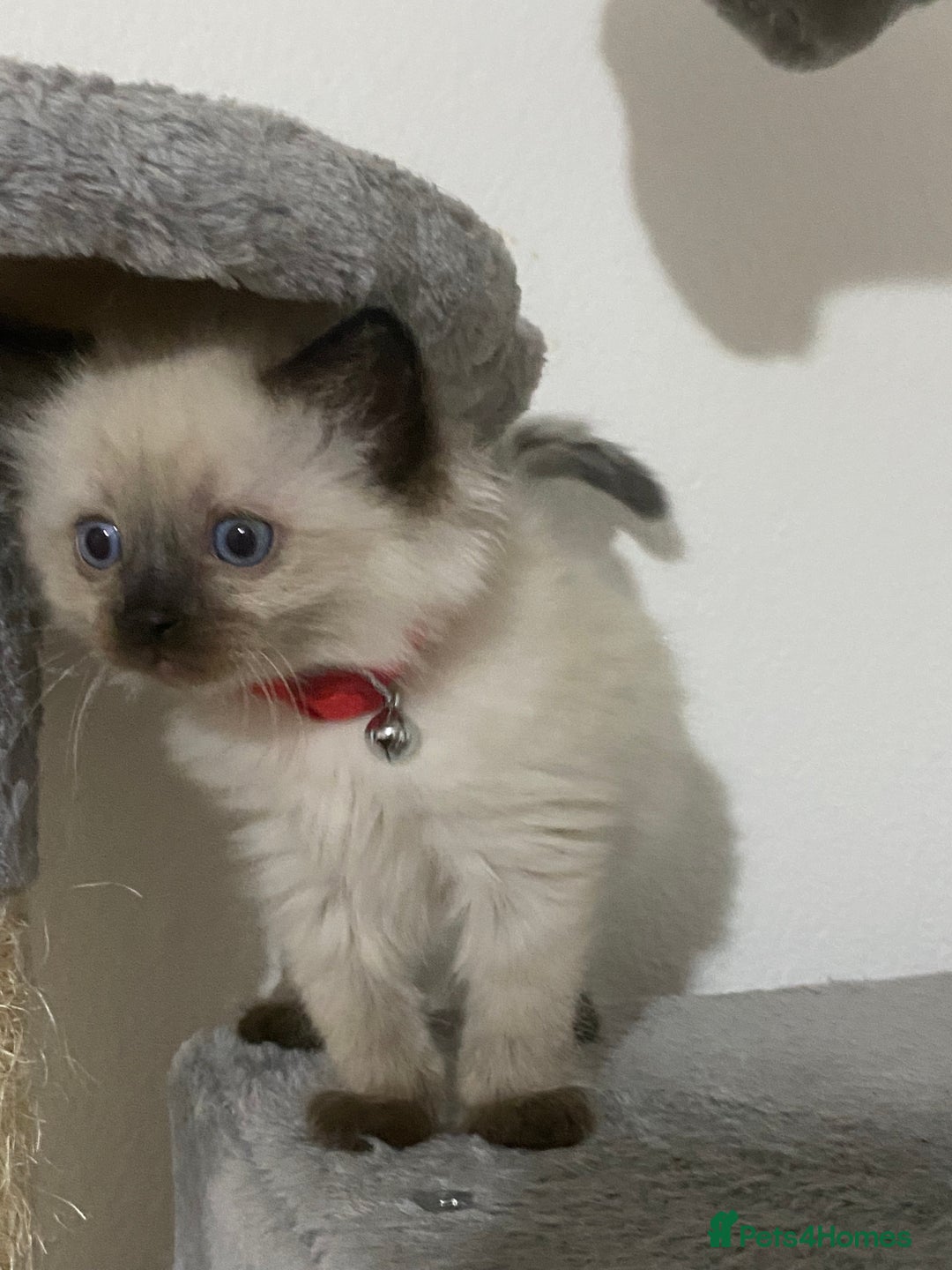 Ragdoll cats for sale: Ragdoll kittens  - Image 7