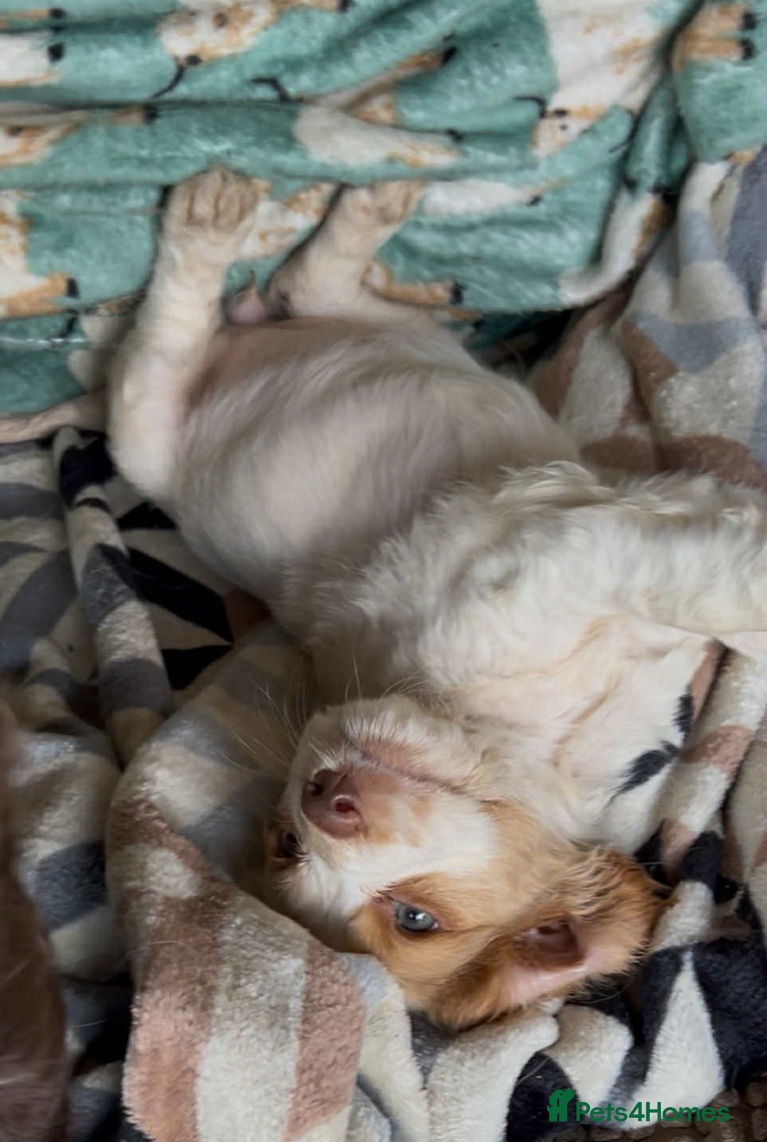 Cocker Spaniel dogs for sale: Beautiful cocker spaniel puppies  - Image 9