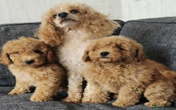 Toy Poodle dogs for sale: Fabulous KC health tested toy poodles  - Image 6