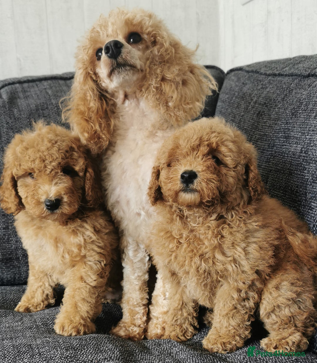 Toy Poodle dogs for sale: Fabulous KC health tested toy poodles  - Image 6