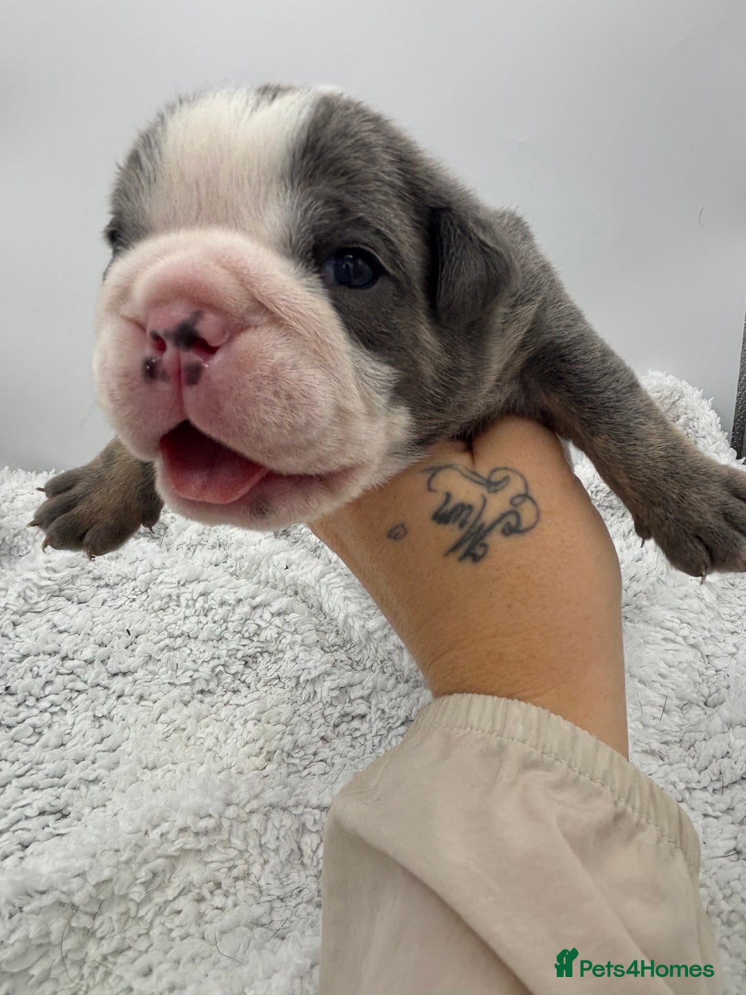 English Bulldog dogs for sale: 10 British Bulldog puppies 🐶  - Image 10