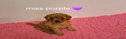 Cavapoo dogs for sale: Complete Dna HEALTH Tested parents cavapoo puppies - Advert 5