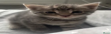Grey tabby 