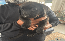 Labrador Retriever dogs for sale: Beautiful Labrador Puppies (4 boys 4 girls) in Wishaw - Image 11