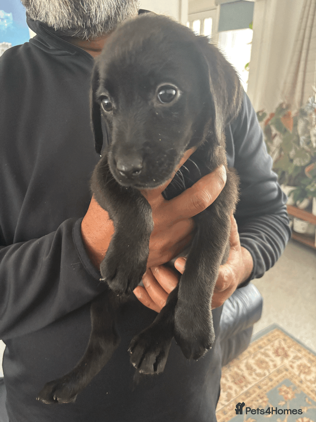 Labrador Retriever dogs for sale: Beautiful Labrador Puppies (4 boys 4 girls) in Wishaw - Image 11