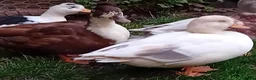 Ducks poultry for sale: 2x Beautiful Bonded Female Call Ducks  - Advert 3