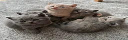 British Shorthair cats for sale: British Shorthair Kittens 🐾 Ready Soon - Advert 2