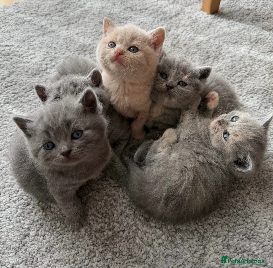 British Shorthair cats for sale: British Shorthair Kittens 🐾 Ready Soon - Advert 2