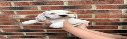 Cocker Spaniel dogs for sale: Small cocker spaniel pups in Darlington - Advert 2