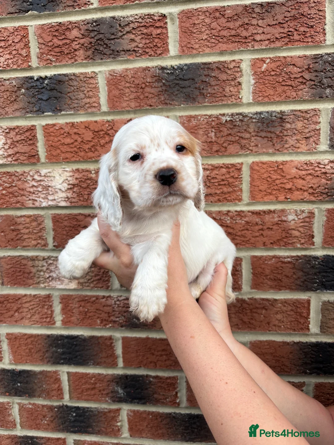 Cocker Spaniel dogs for sale: Small cocker spaniel pups in Darlington - Advert 2