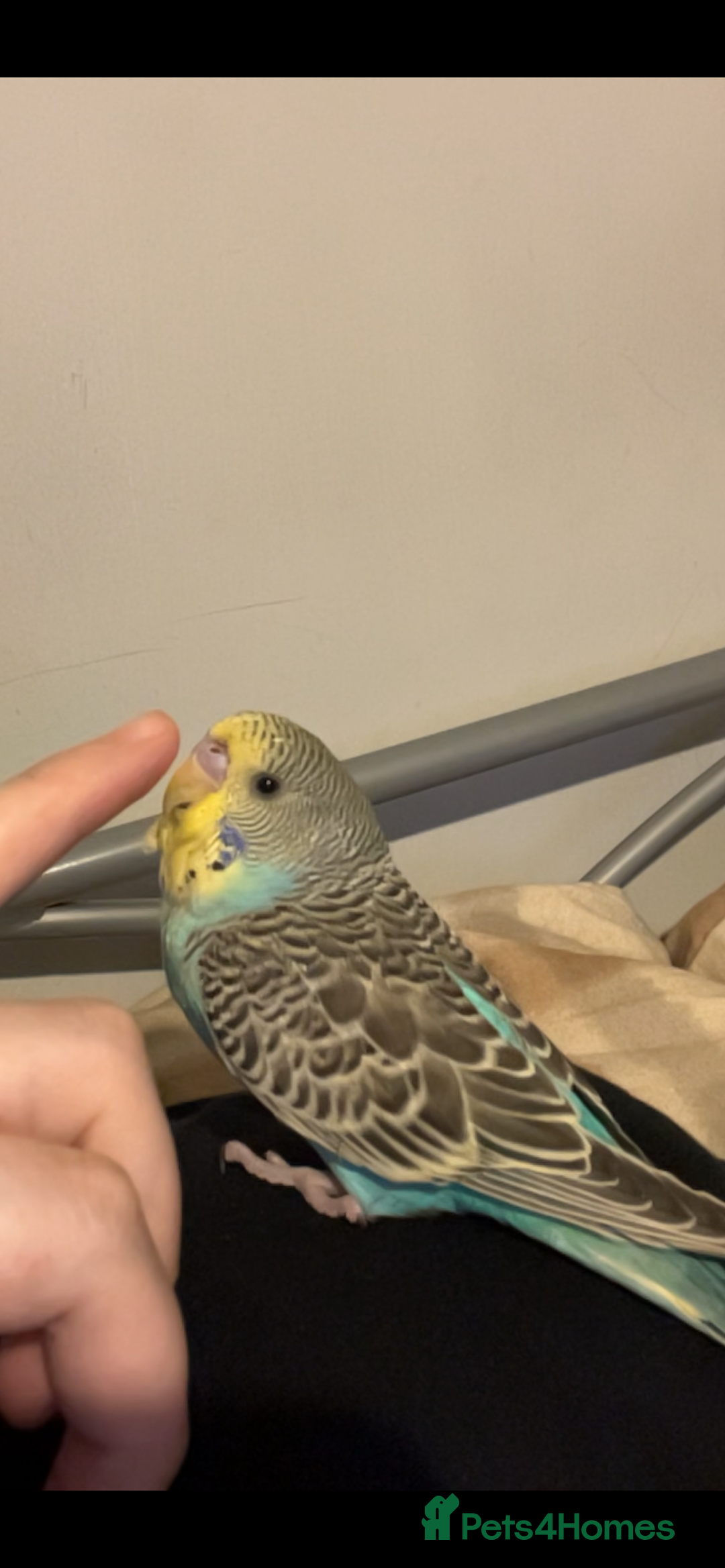 Budgerigars birds for sale: Hand reared budgie - Eddie - Advert 2