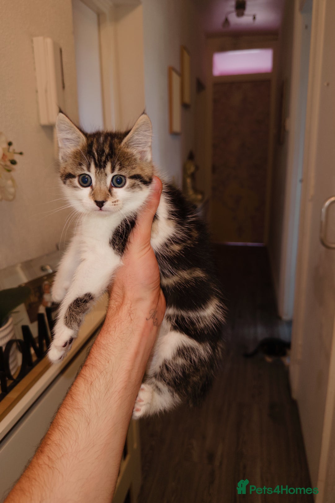 American Shorthair cats for sale: American Shorthair elegance times five ✨ - Image 1
