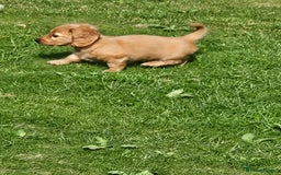 Dachshund dogs for sale: Dachshund miniature long hair  - Image 3