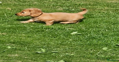 Dachshund dogs - Advert 10