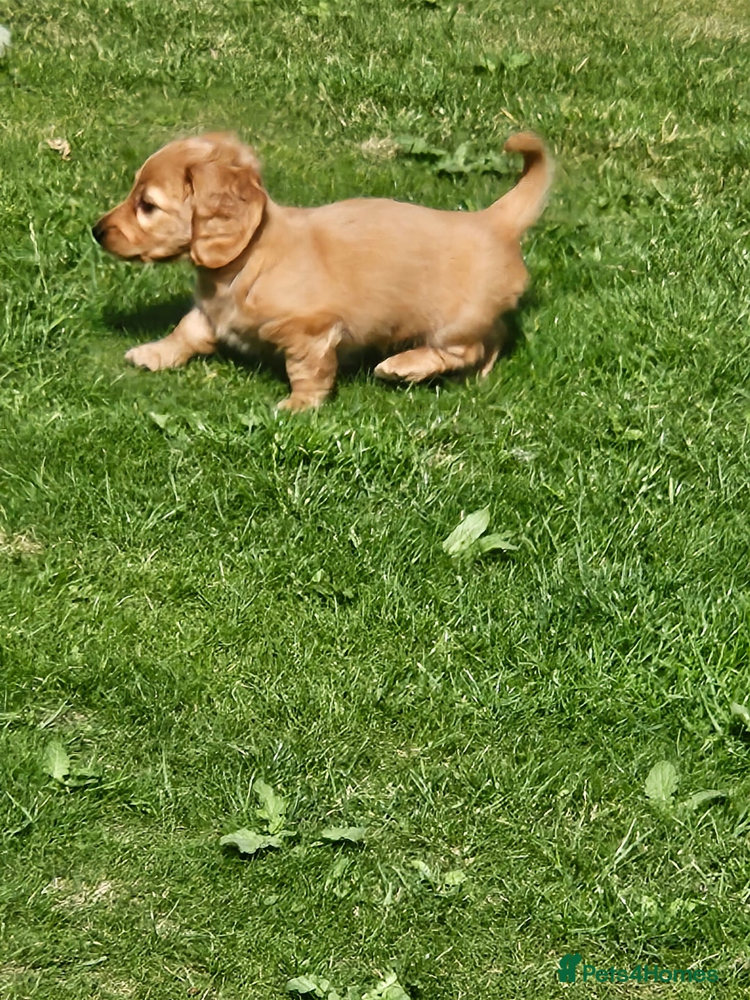 Dachshund dogs for sale: Dachshund miniature long hair  - Image 3