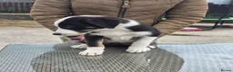 Border Collie dogs for sale: 3 stunning border collie pups - Advert 4