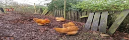 Chickens poultry for sale: Buff Orpington Hatching Eggs - Advert 3