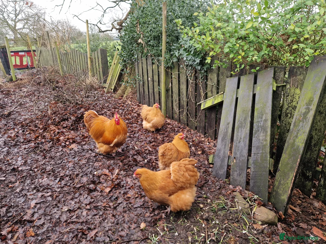 Chickens poultry for sale: Buff Orpington Hatching Eggs - Advert 3