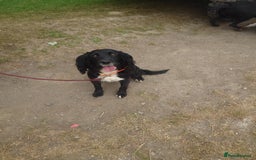 Cockapoo dogs for sale: Stunning cockerpoo pups - Image 10