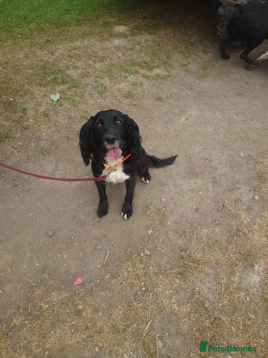 Cockapoo dogs for sale: Stunning cockerpoo pups - Image 10