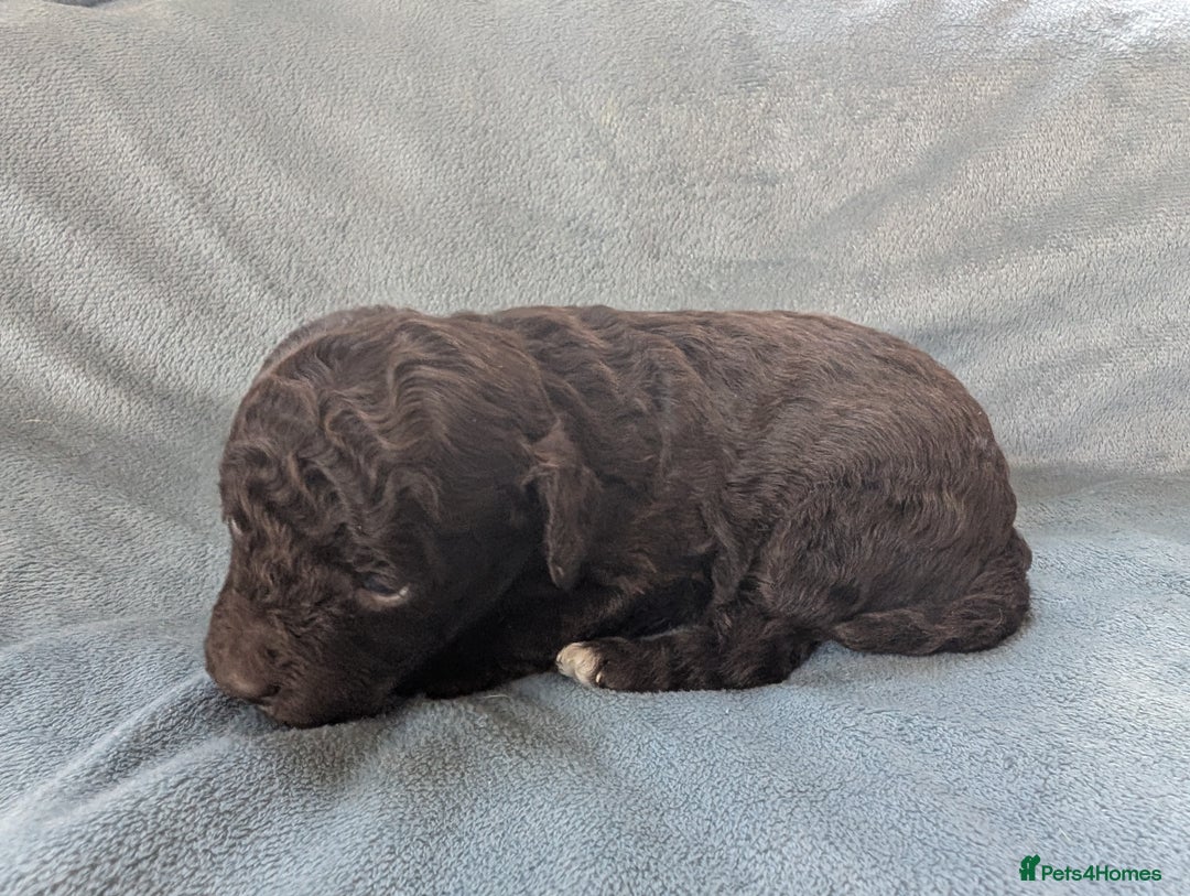 Miniature Poodle dogs for sale: Stunning Miniature poodles parti/merle - Image 7