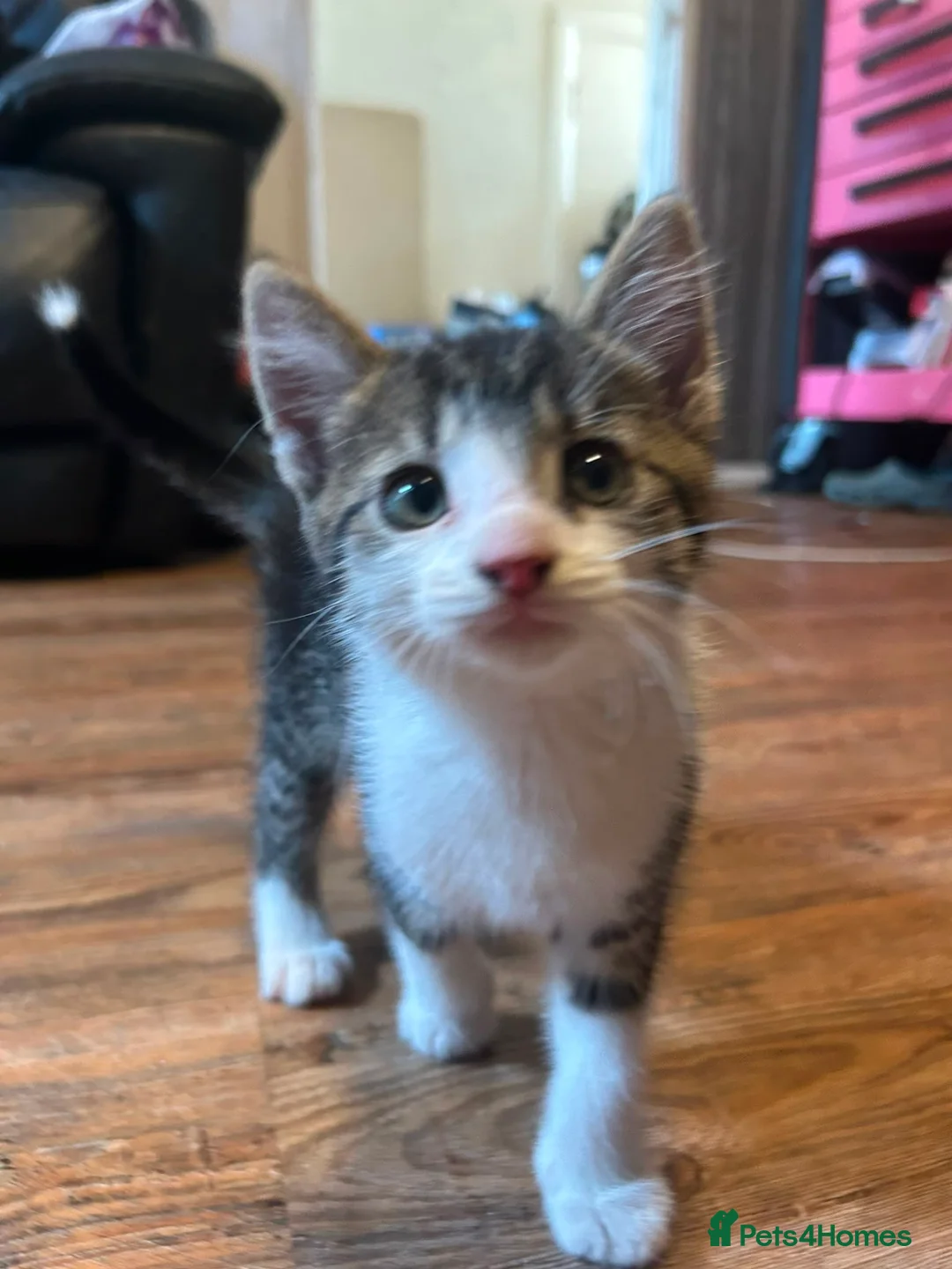 Mixed Breed cats for sale: Kittens for sale  - Advert 2