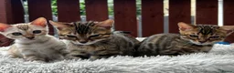 Bengal cats for sale: Bengal - Advert 7