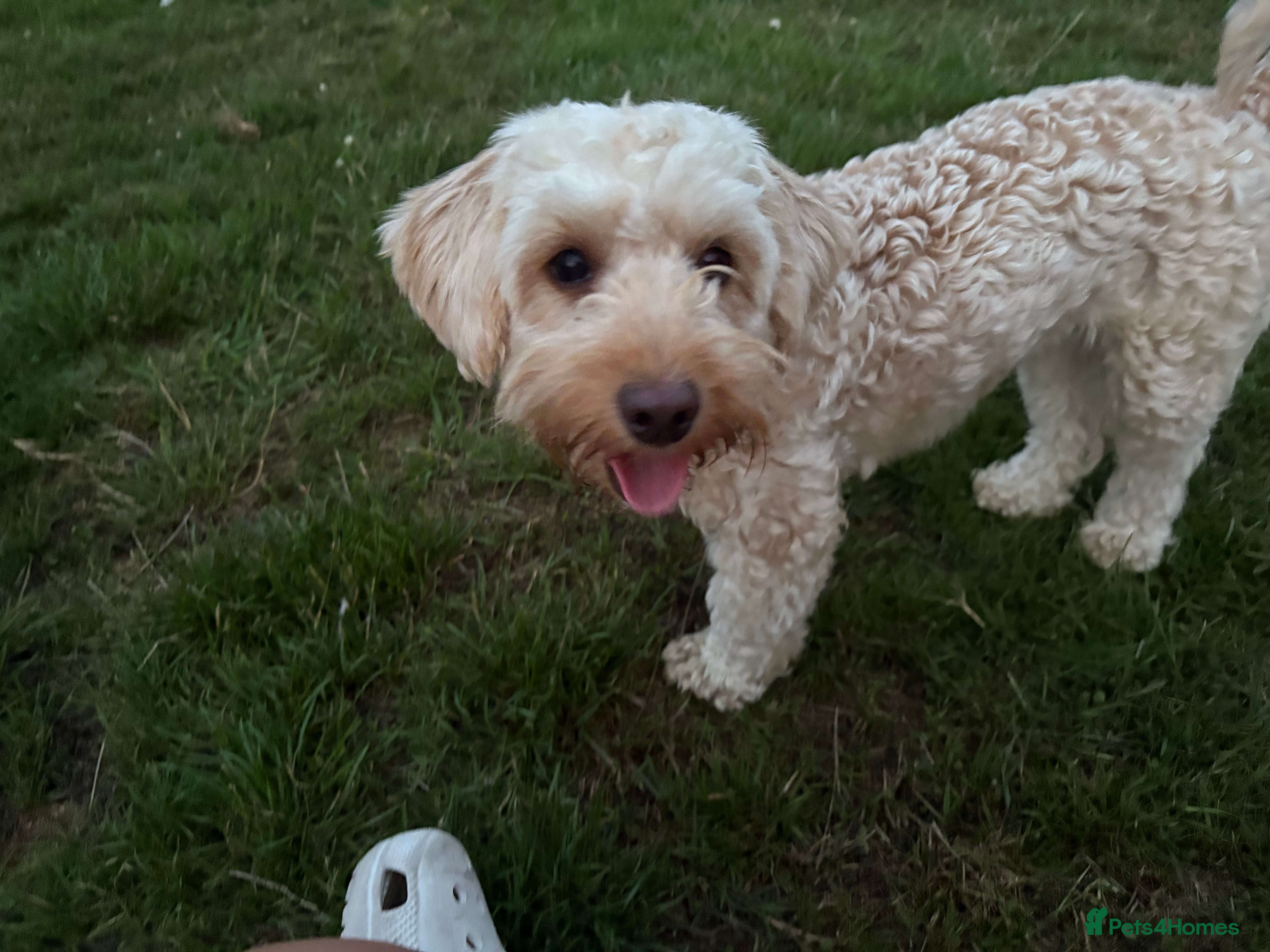 Cockapoo dogs F1B Cockapoo’s - Advert 2