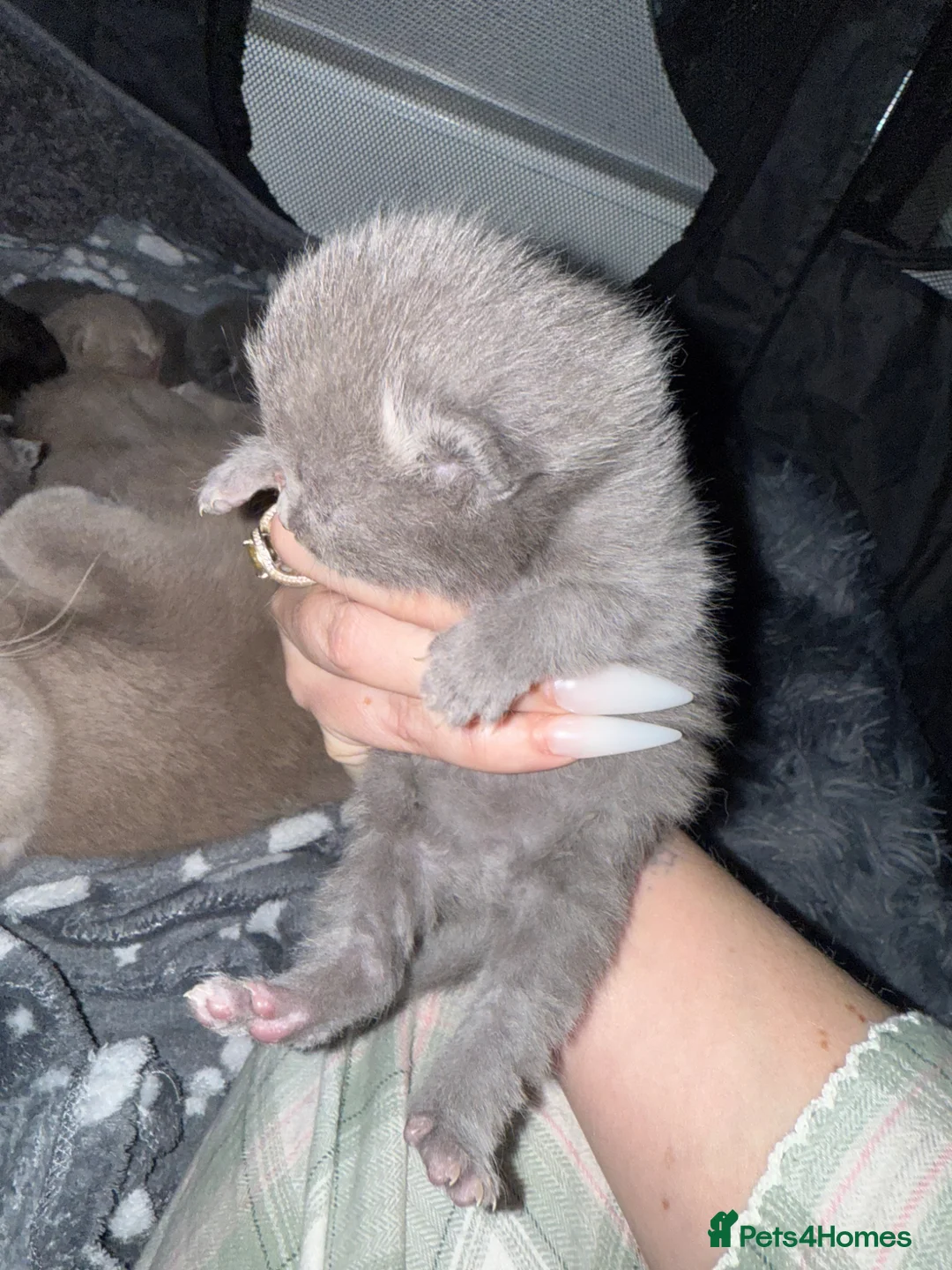 British Shorthair cats for sale: British shorthair kittens  - Advert 2
