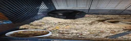 Dutch rabbits for sale: Millie - Advert 1